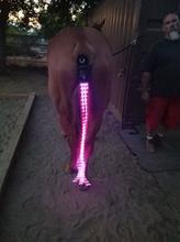 Horse Tail Lights